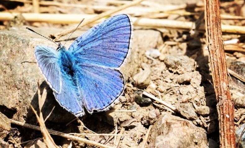 300 lots aux enchères en soutien aux civils ukrainiens Belargus papillon