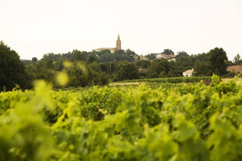 Domaine Plaisance Penavayre vignes