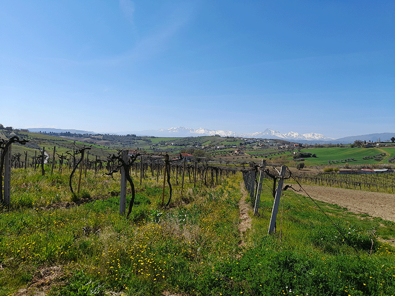 Emidio Pepe Abruzzes vignes