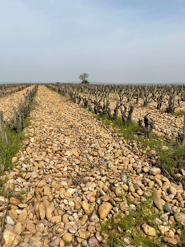 galets roulés de Châteauneuf-du-Pape