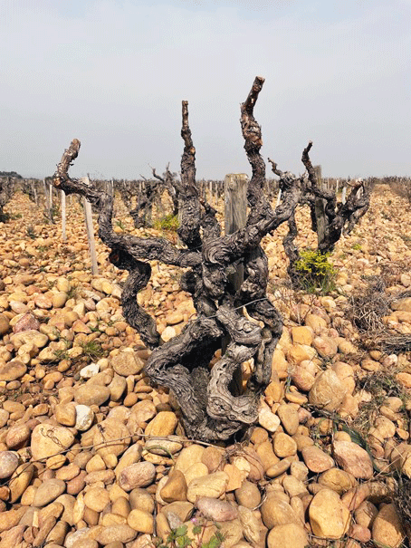 vieux plants de mourvèdre en gobelet