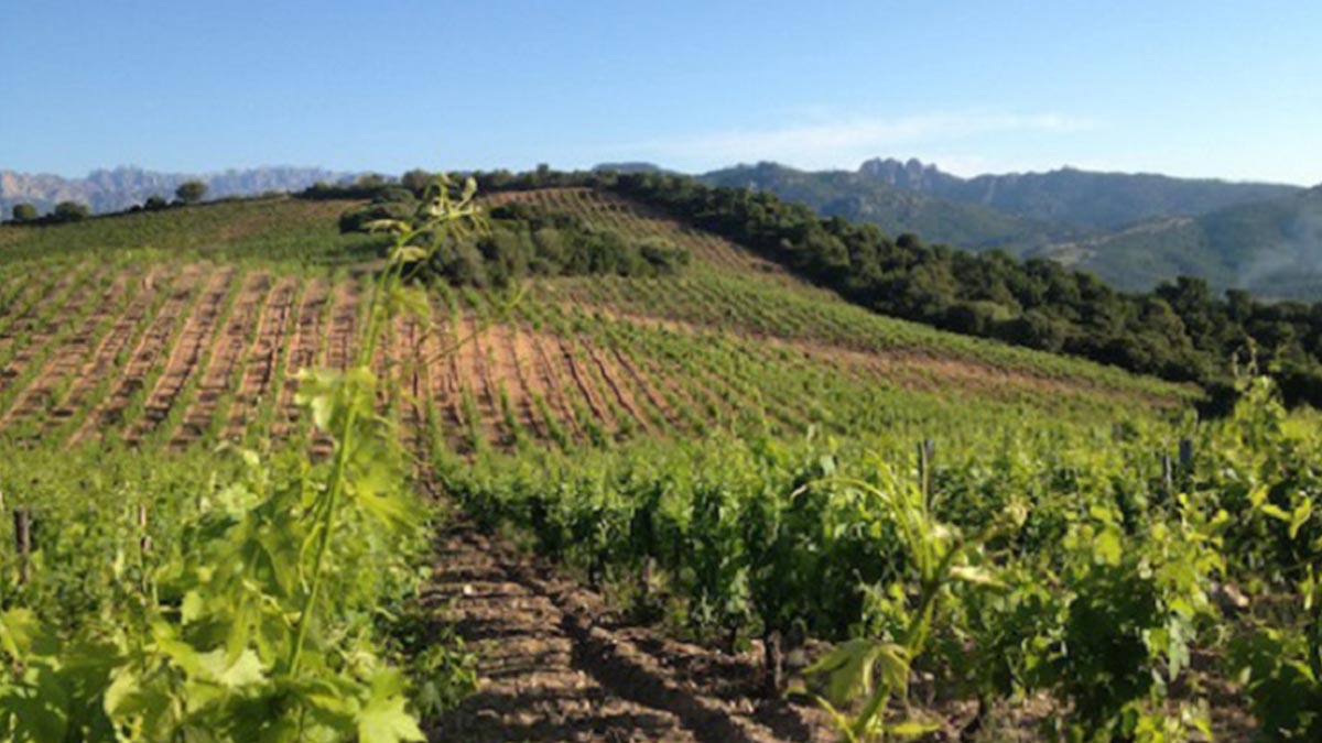 Lire la suite à propos de l’article Clos Canarelli, emblématique des grands vins corses