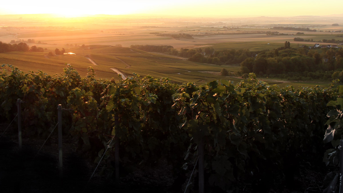 Lire la suite à propos de l’article Champagne Roger Coulon : l’orfèvrerie du terroir par l’histoire