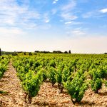 Vallée du Rhône méridionale : notre guide des vins