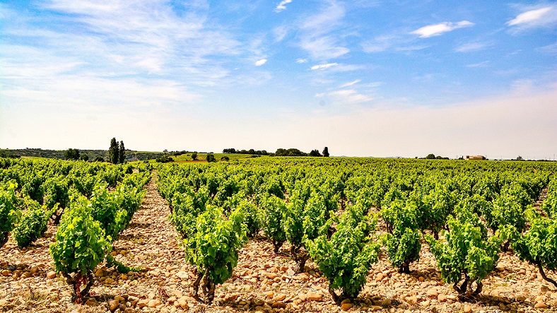 vignes chateauneuf du pape rhone meridional