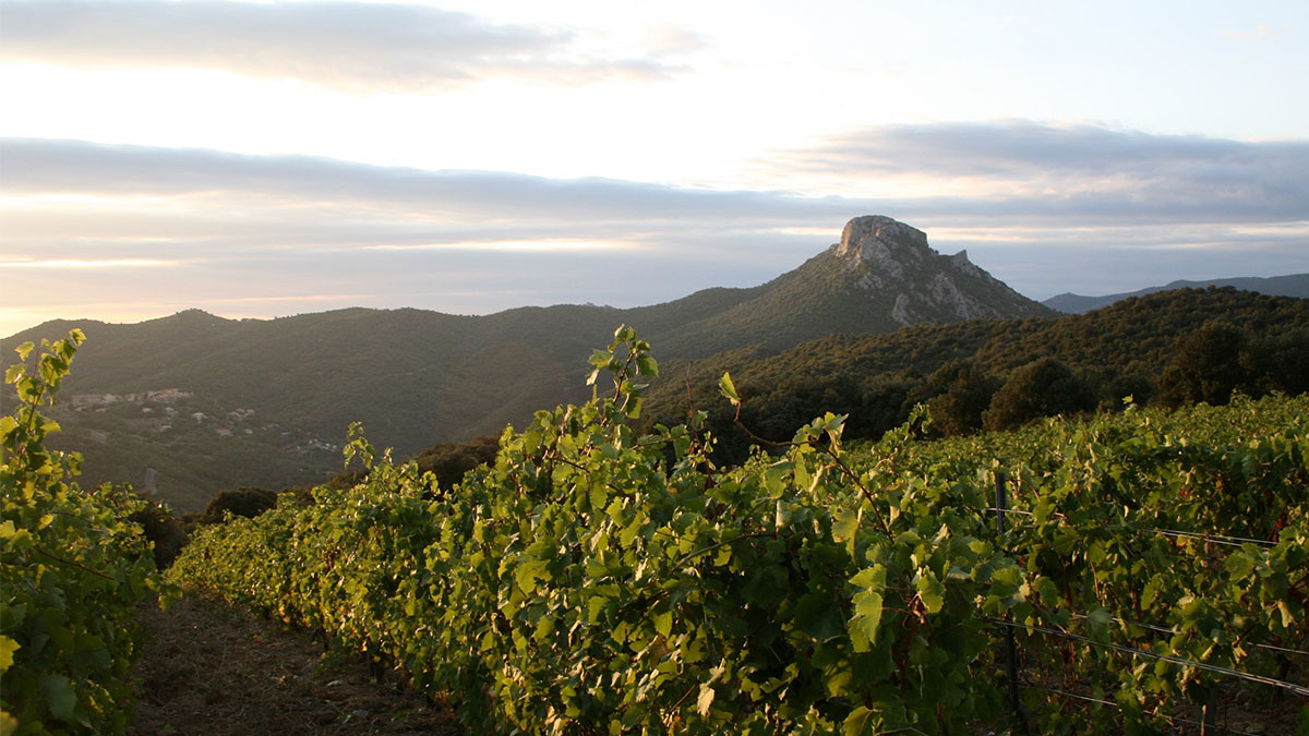 Lire la suite à propos de l’article Domaine Le Soula : prenez de l’altitude avec ces pépites catalanes