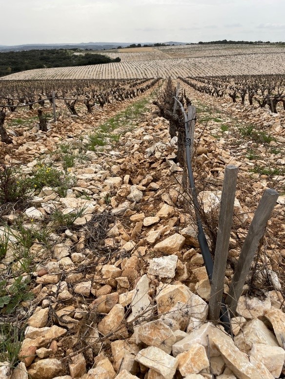 rhone-chateauneuf-du-pape-Charvin-Janasse