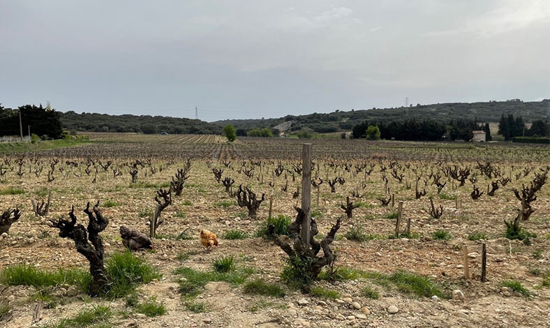 rhone-chateauneuf-du-pape-Charvin-Janasse