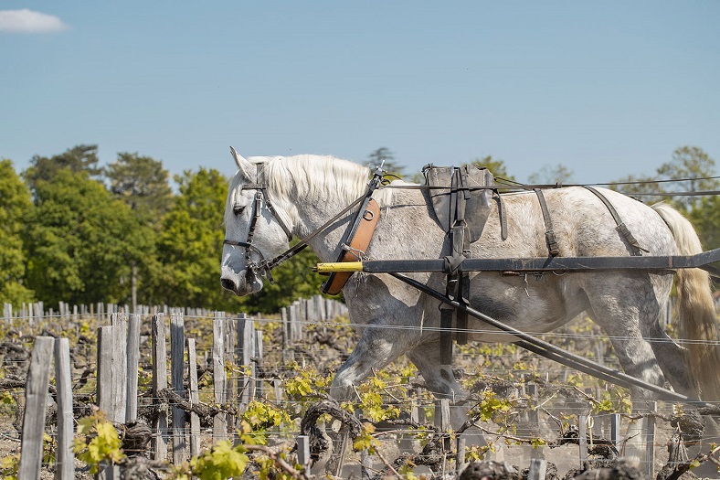 labour cheval pontet-canet