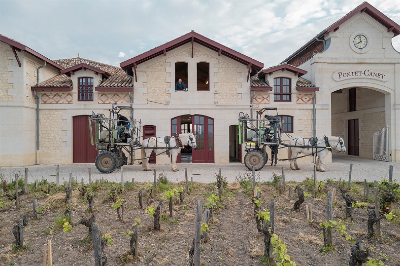 Château Pontet-Canet chevaux