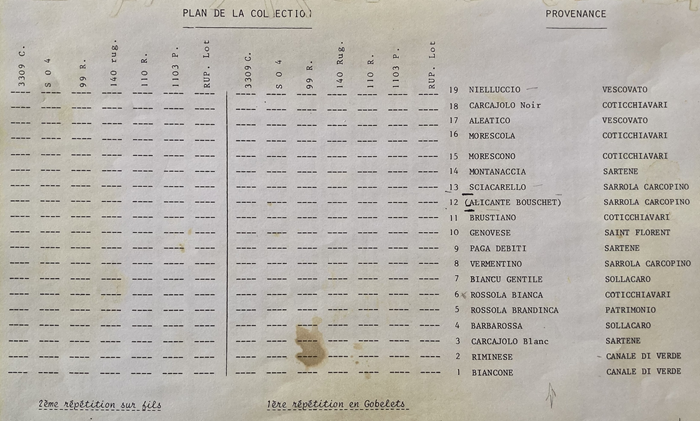 collection ampélographique