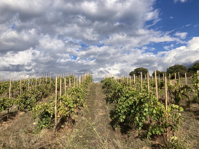 échalas vignes abbatucci