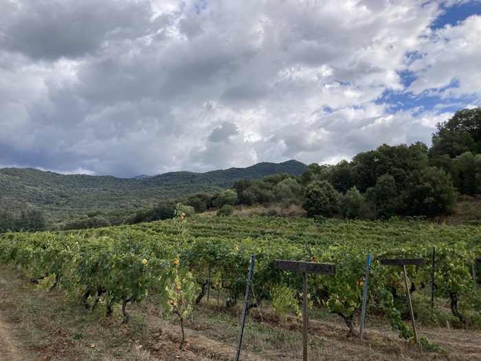 parcelle ampélographique