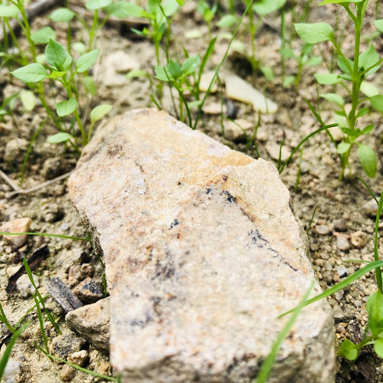 Domaine des Marrans terroir