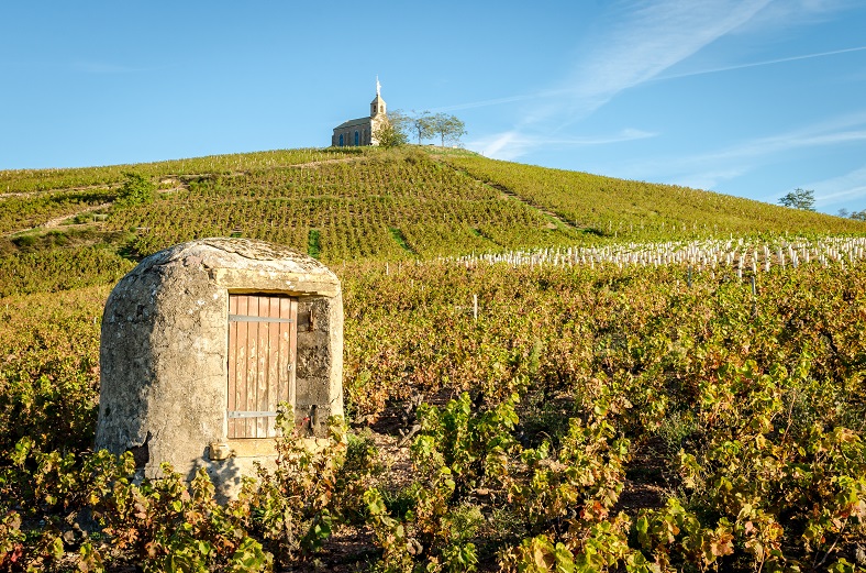 Fleurie vignes