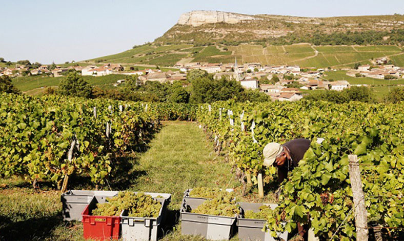 Domaine Ferret vendanges