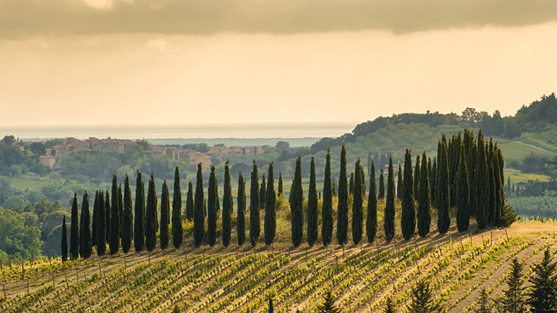 icônes du vignoble mondial