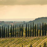 Escapade à travers les icônes du vignoble mondial