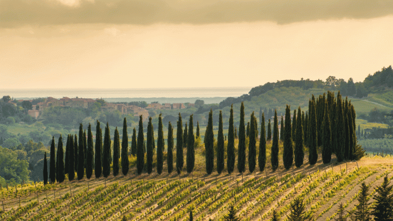 Lire la suite à propos de l’article Escapade à travers les icônes du vignoble mondial