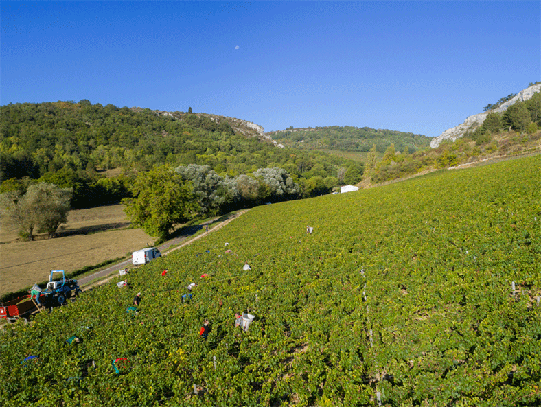 Agnès Paquet vignes