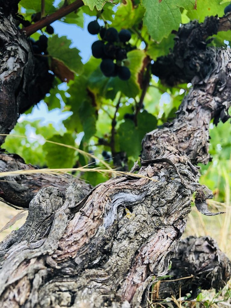 gamay vigne domaine des marrans
Fleurie