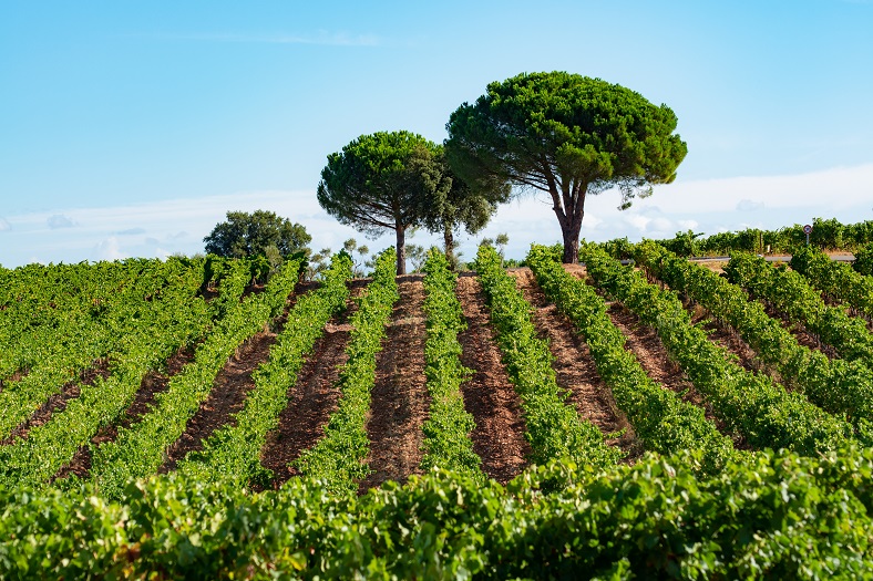 Quels accords à table avec un rosé ? iDealwine vignoble rosé