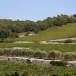 Château La Mascaronne, amphithéâtre naturel provençal