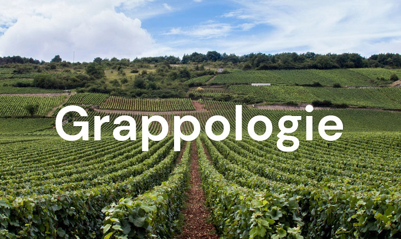 grappologie-podcast-idealwine