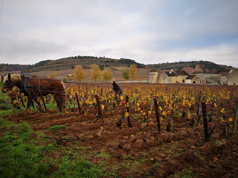 Clos du Moulin aux Moines vignes