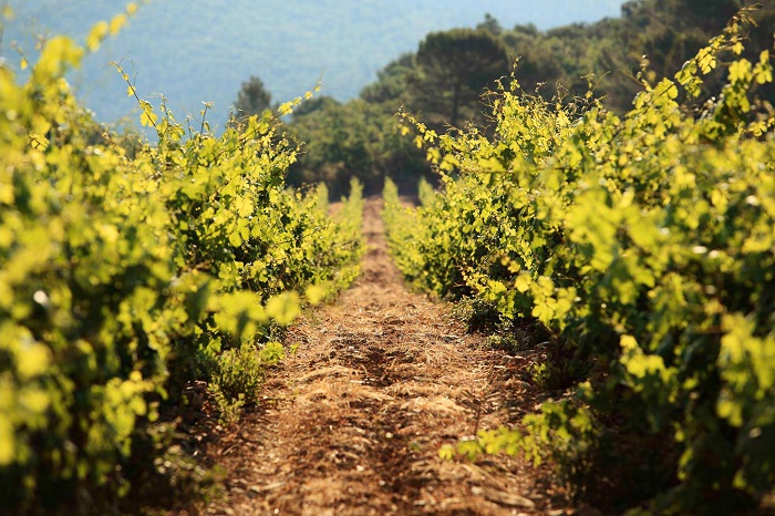 Rimaurescq iDealwine rosé