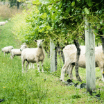 Les vins biodynamiques peuvent-il sauver la planète ?