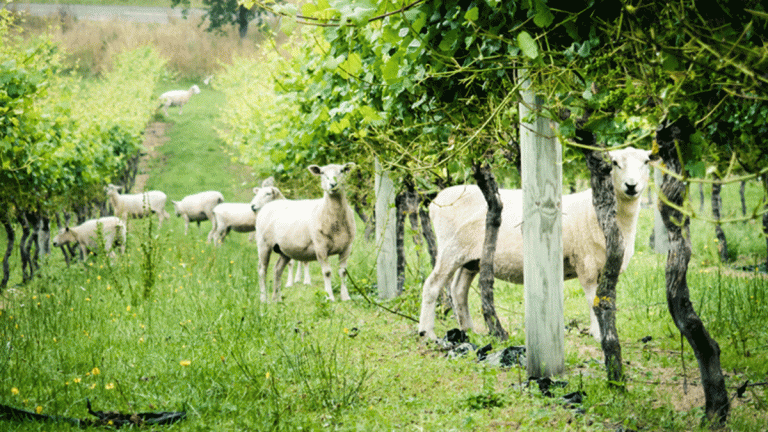 Lire la suite à propos de l’article Les vins biodynamiques peuvent-il sauver la planète ?