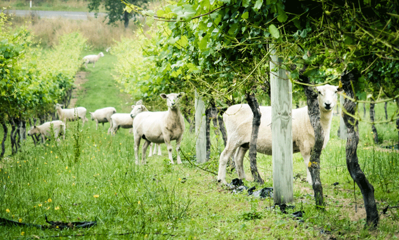 Vins biodynamiques peuvent sauver la planète Environnement iDealwine