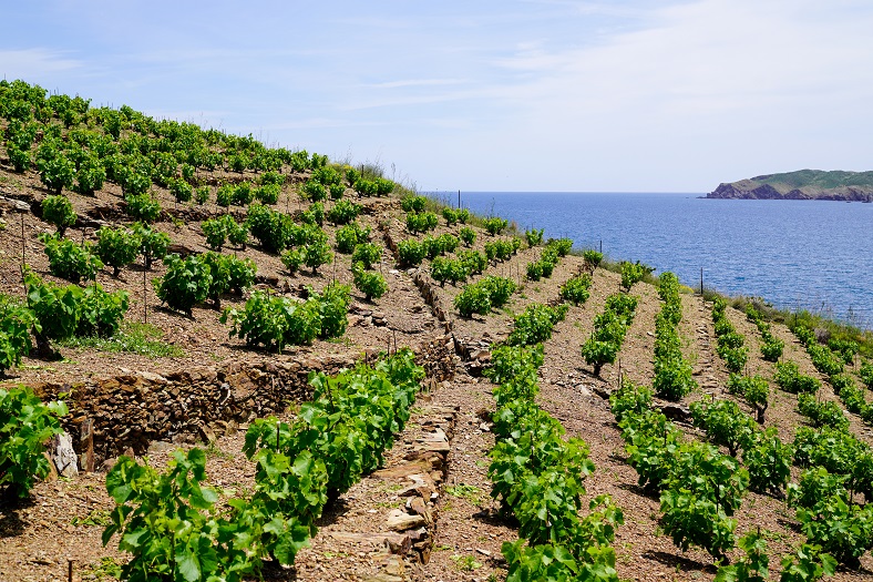 vignes banyuls collioure roussillon pyrénnées