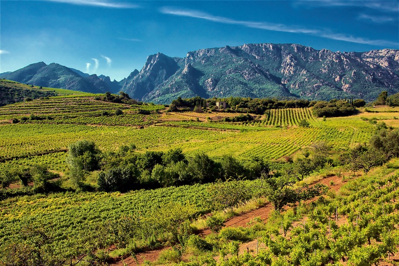 Palmarès Languedoc-Roussillon Les plus belles enchères iDealwine du 1er semestre 2022