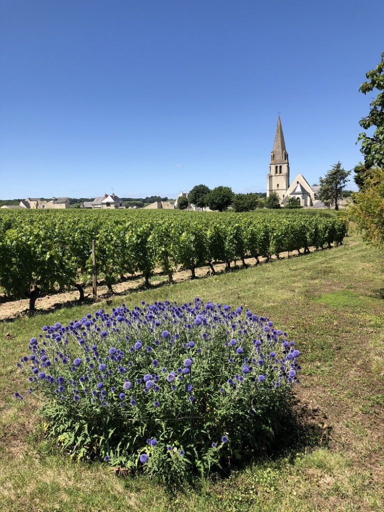 Récit de visites vignobles iDealwine Saumur