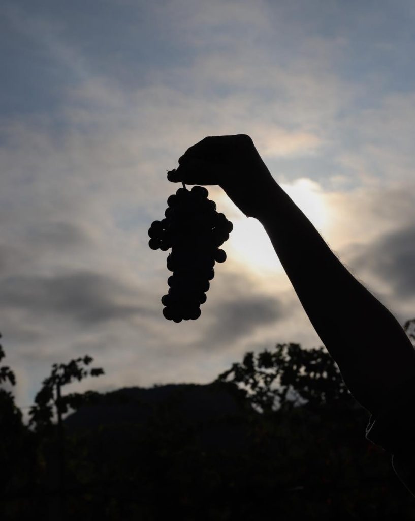 Venus La Universal iDealwine Authenticité et environnement, ces catalans à contre-courant grappe de raisin