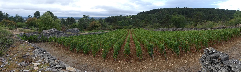 Meursault Bernard Millot iDealwine vin Cote de Beaune vignes