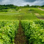 Epopée sur la Côte des blancs