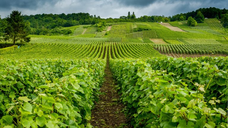 Lire la suite à propos de l’article Epopée sur la Côte des blancs