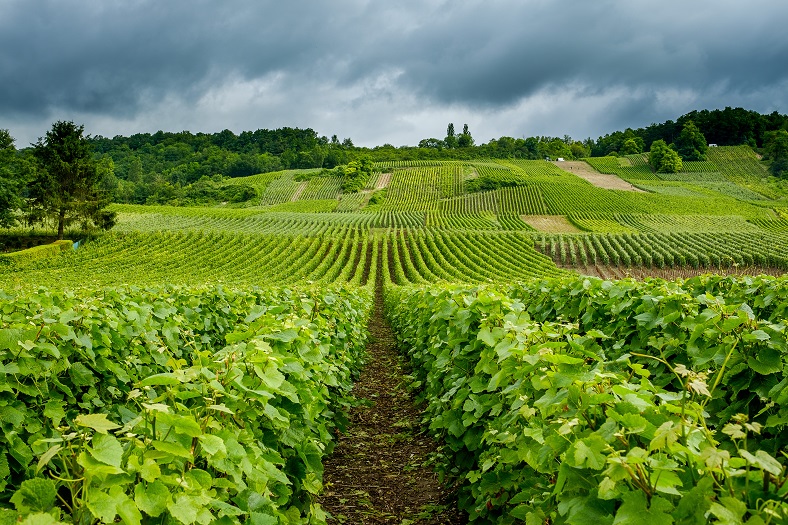 Côte des blancs