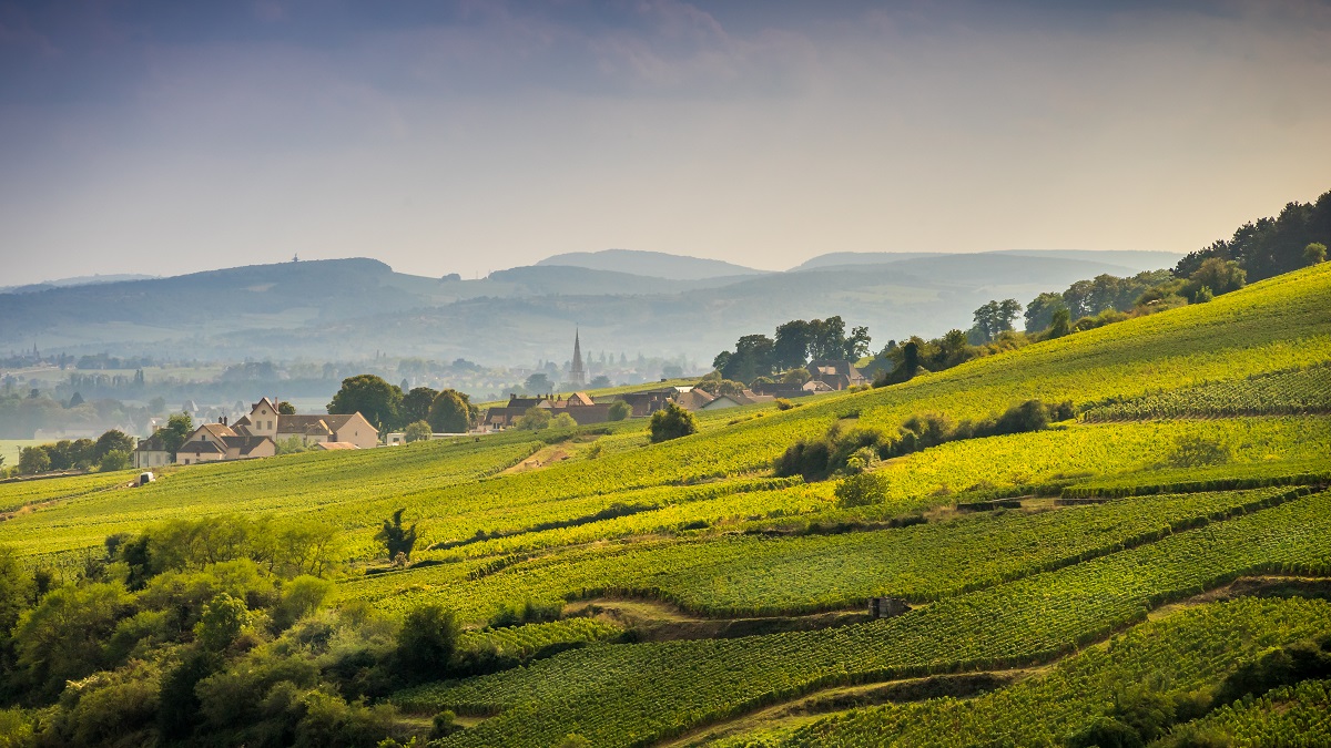 Lire la suite à propos de l’article Meursault pour patrimoine au domaine Bernard Millot