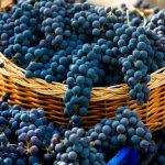 Récolte 2022 : la France redevient le deuxième producteur mondial de vin