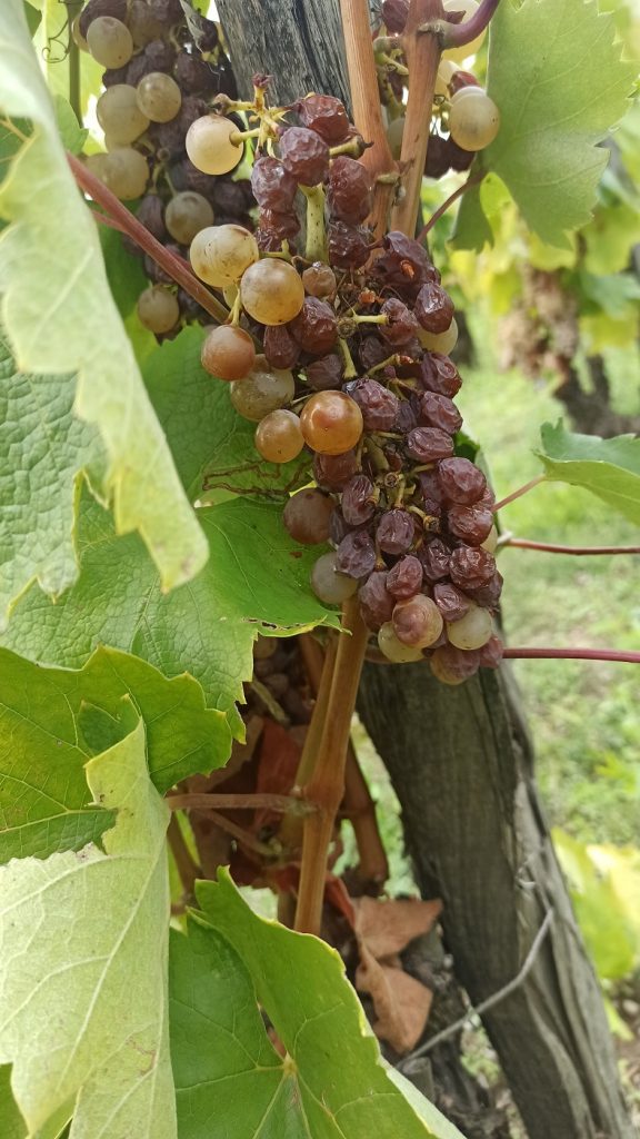 Visite chez Disznókö, au cœur du Tokay iDealwine pourriture noble