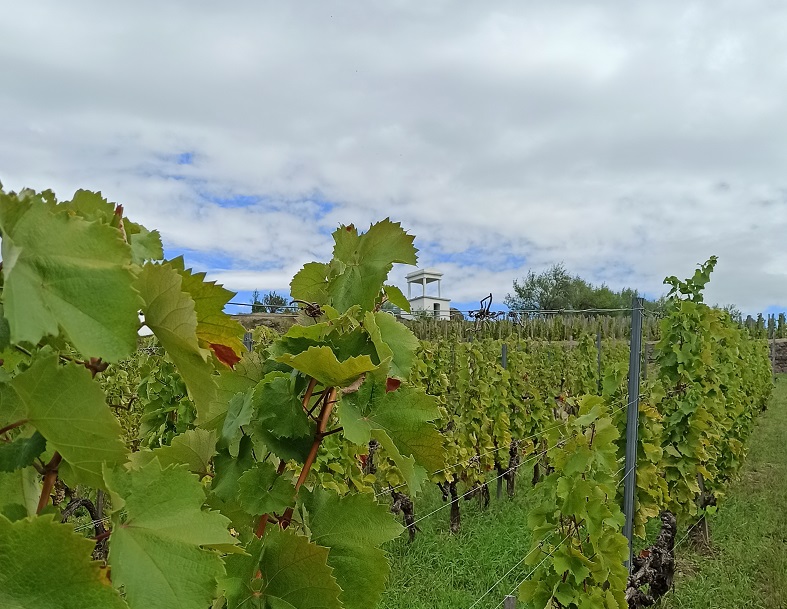 Visite chez Disznókö, au cœur du Tokay iDealwine belvédère vignes