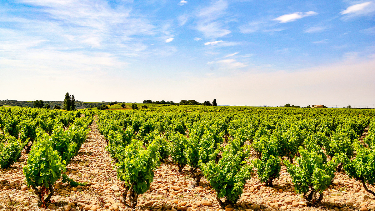 Lire la suite à propos de l’article Les grandes appellations rhodaniennes