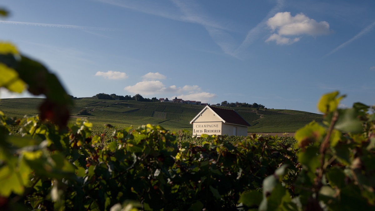 Lire la suite à propos de l’article Louis Roederer : prestige en Champagne depuis 1776