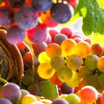 L’encépagement de nos vignobles va-t-il être bouleversé ?