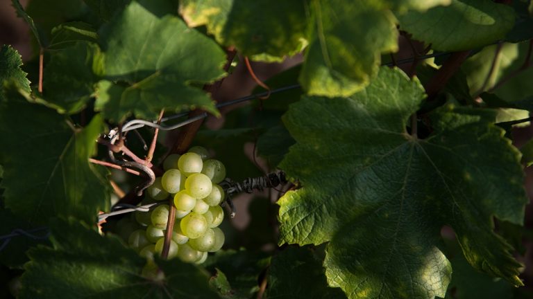 Lire la suite à propos de l’article Un réveil et un grain rayonnants : redécouvrons l’aligoté !