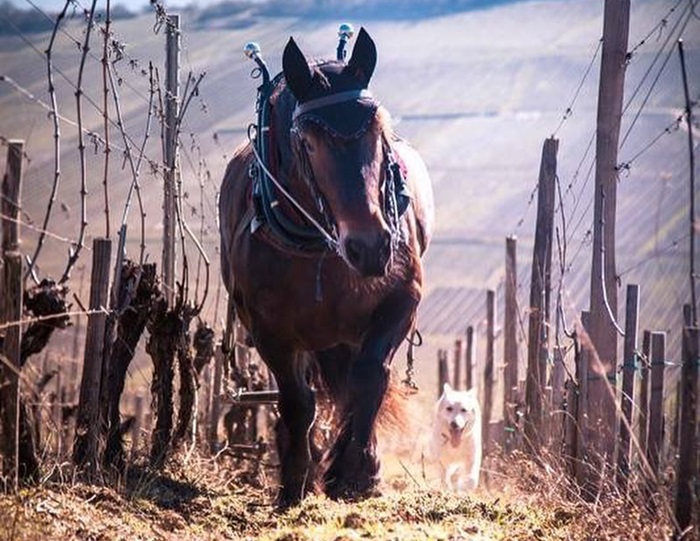 Domaine Valentin Zusslin Alsace iDealwine cheval